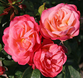 Růže mnohokvětá Kordes 'Enjoy' - Rosa MK 'Enjoy'