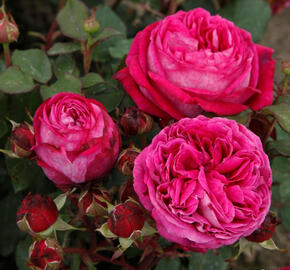 Růže mnohokvětá Kordes 'Freifrau Caroline' - Rosa MK 'Freifrau Caroline'