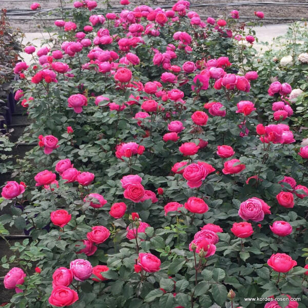 Růže mnohokvětá Kordes 'Gartenprinzessin Marie-Jose' - Rosa 'Gartenprinzessin 'Marie-Jose'