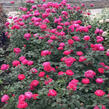 Růže mnohokvětá Kordes 'Gartenprinzessin Marie-Jose' - Rosa 'Gartenprinzessin 'Marie-Jose'