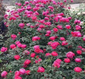 Růže mnohokvětá Kordes 'Gartenprinzessin Marie-Jose' - Rosa 'Gartenprinzessin 'Marie-Jose'