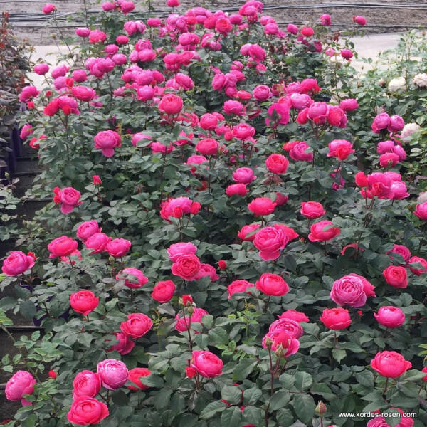 Růže mnohokvětá Kordes 'Gartenprinzessin Marie-Jose' - Rosa MK 'Gartenprinzessin Marie-Jose'