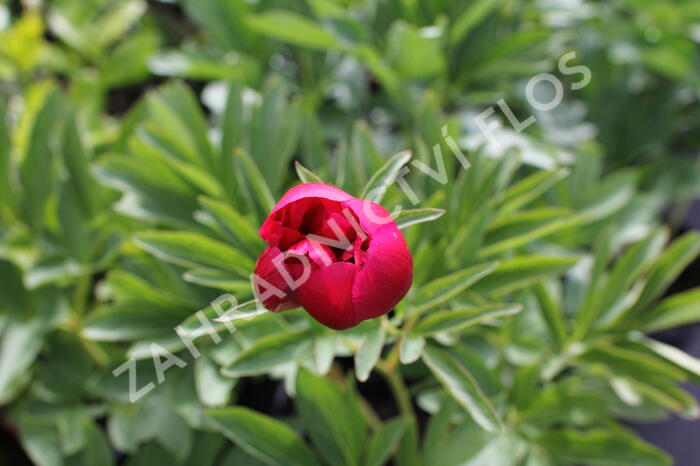 Pivoňka lékařská 'Rubra Plena' - Paeonia officinalis 'Rubra Plena'