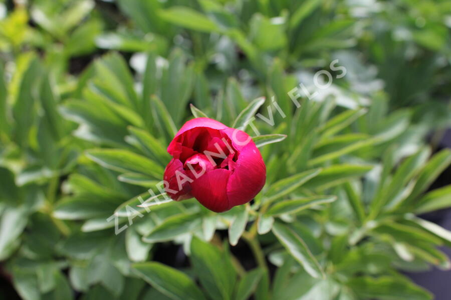 Pivoňka lékařská 'Rubra Plena' - Paeonia officinalis 'Rubra Plena'