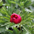 Pivoňka lékařská 'Rubra Plena' - Paeonia officinalis 'Rubra Plena'