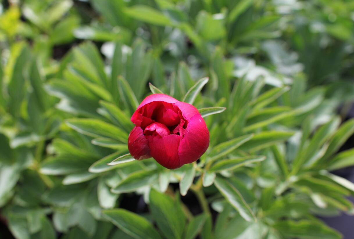 Pivoňka lékařská 'Rubra Plena' - Paeonia officinalis 'Rubra Plena'