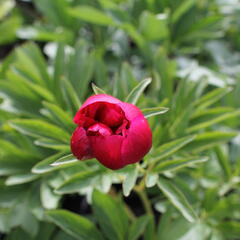 Pivoňka lékařská 'Rubra Plena' - Paeonia officinalis 'Rubra Plena'