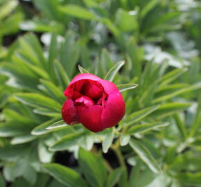 Pivoňka lékařská 'Rubra Plena' - Paeonia officinalis 'Rubra Plena'