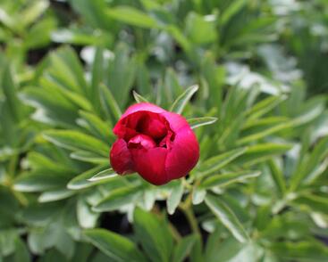 Pivoňka lékařská 'Rubra Plena'