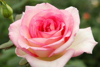 Růže velkokvětá Kordes 'Souvenir de Baden Baden' - Rosa VK 'Souvenir de Baden Baden'