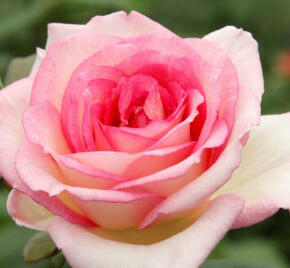 Růže velkokvětá Kordes 'Souvenir de Baden Baden' - Rosa VK 'Souvenir de Baden Baden'