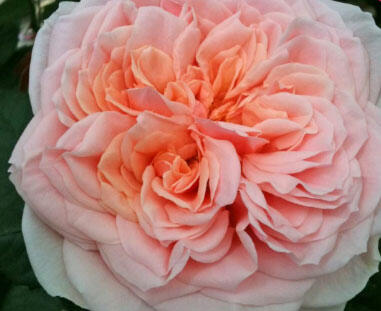 Růže velkokvětá Kordes 'Amorosa' - Rosa VK 'Amorosa'