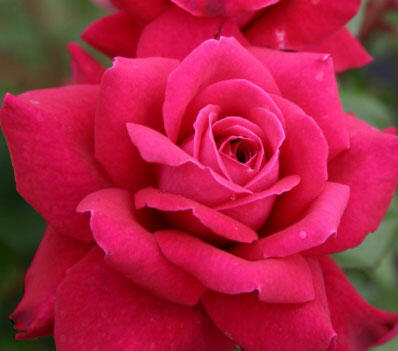 Růže velkokvětá Kordes 'Bellevue' - Rosa VK 'Bellevue'