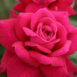 Růže velkokvětá Kordes 'Bellevue' - Rosa VK 'Bellevue'