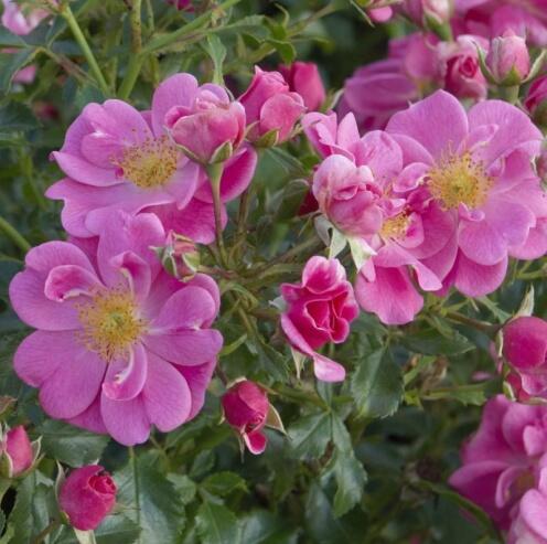 Růže půdokryvná Tantau 'Bienenweide Rosa' - Rosa PK 'Bienenweide Rosa'