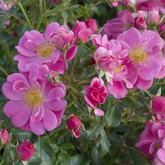 Růže půdopokryvná Tantau 'Bienenweide Rosa' - Rosa PK 'Bienenweide Rosa'