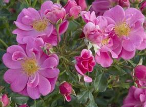 Růže půdopokryvná Tantau 'Bienenweide Rosa' - Rosa PK 'Bienenweide Rosa'