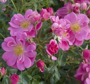 Růže půdokryvná Tantau 'Bienenweide Rosa' - Rosa PK 'Bienenweide Rosa'