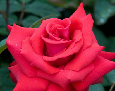 Růže velkokvětá 'Grande Amore' - Rosa VK 'Grande Amore'