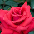 Růže velkokvětá 'Grande Amore' - Rosa VK 'Grande Amore'