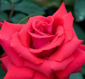 Růže velkokvětá 'Grande Amore' - Rosa VK 'Grande Amore'