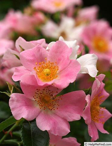 Růže mnohokvětá 'Pink Bassino' - Rosa MK 'Pink Bassino'