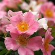 Růže mnohokvětá 'Pink Bassino' - Rosa MK 'Pink Bassino'