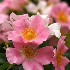 Růže mnohokvětá 'Pink Bassino' - Rosa MK 'Pink Bassino'