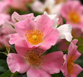 Růže mnohokvětá 'Pink Bassino' - Rosa MK 'Pink Bassino'