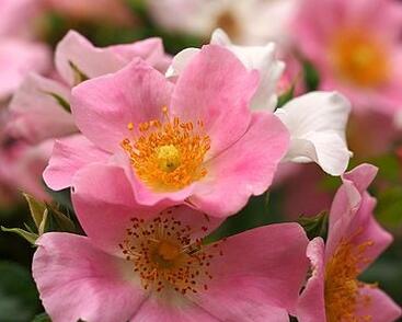 Růže mnohokvětá 'Pink Bassino'