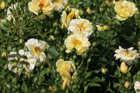 Růže půdopokryvná 'Bienenweide Gelb' - Rosa PK 'Bienenweide Gelb'