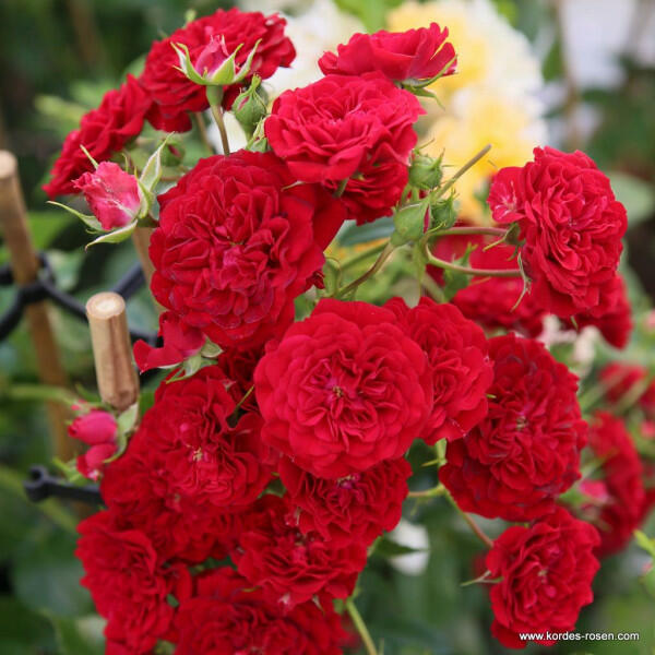 Růže pnoucí Kordes Crimson Siluetta' - Rosa PN 'Crimson Siluetta'