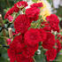 ruze-pnouci-kordes-crimson-siluetta.jpg