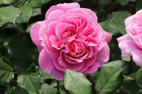 Růže mnohokvětá Kordes 'Rosengräfin Marie Henriette' - Rosa MK 'Rosengräfin Marie Henriette'