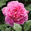 Růže mnohokvětá Kordes 'Rosengräfin Marie Henriette' - Rosa MK 'Rosengräfin Marie Henriette'