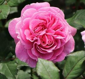 Růže mnohokvětá Kordes 'Rosengräfin Marie Henriette' - Rosa MK 'Rosengräfin Marie Henriette'