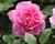 Růže mnohokvětá Kordes 'Rosengräfin Marie Henriette'