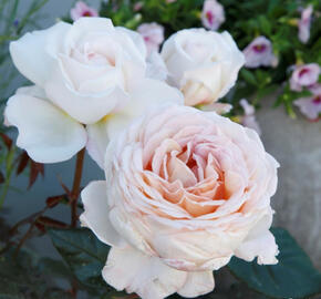 Růže mnohokvětá Kordes 'Grossherzogin Luise' - Rosa MK 'Grossherzogin Luise'