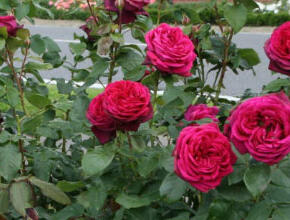 Růže velkokvětá Kordes 'Gräfin Diana' - Rosa VK 'Gräfin Diana'