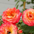 Růže velkokvětá Kordes 'Feurio' - Rosa VK 'Feurio'