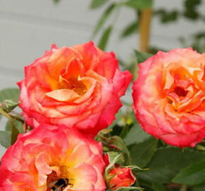 Růže velkokvětá Kordes 'Feurio' - Rosa VK 'Feurio'