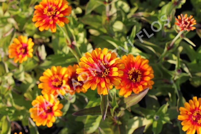 Ostálka sličná 'Zowie Yellow Flame' - Zinnia elegans 'Zowie Yellow Flame'