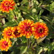 Ostálka sličná 'Zowie Yellow Flame' - Zinnia elegans 'Zowie Yellow Flame'