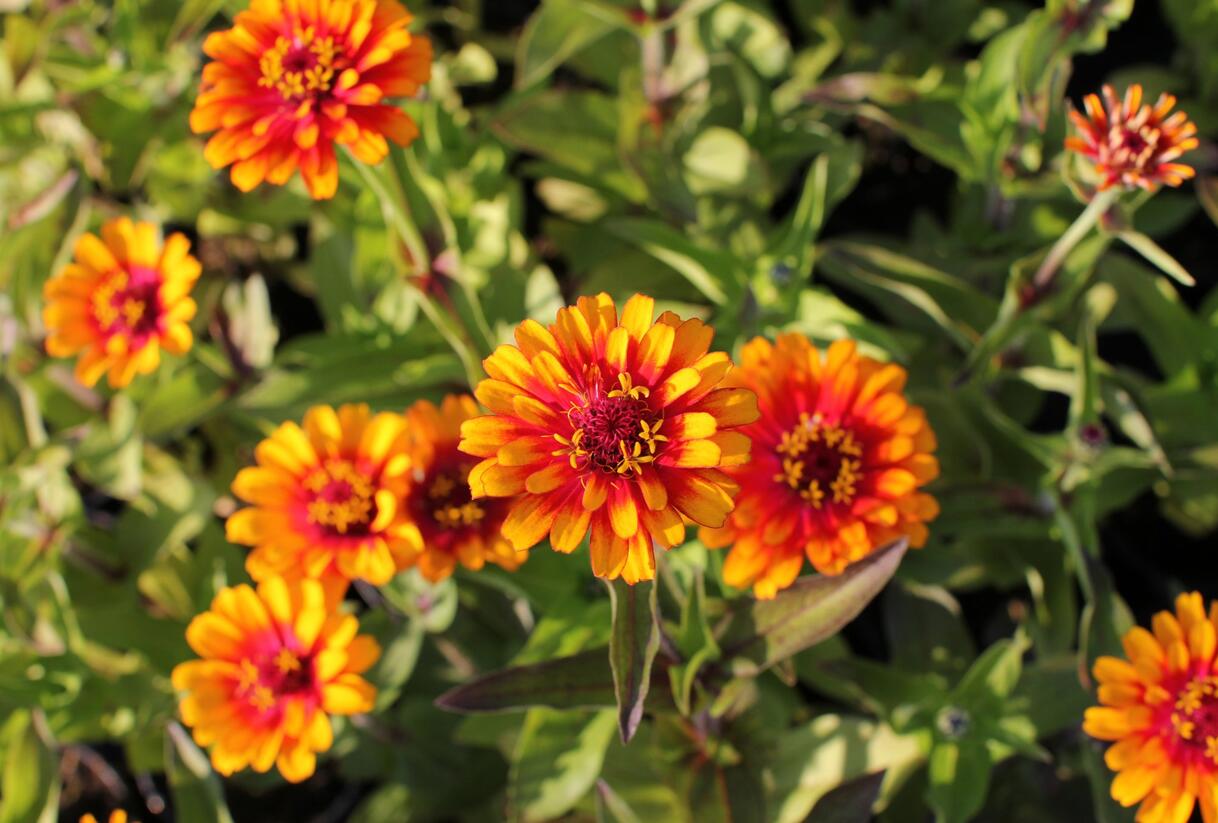 Ostálka sličná 'Zowie Yellow Flame' - Zinnia elegans 'Zowie Yellow Flame'