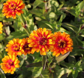 Ostálka sličná 'Zowie Yellow Flame' - Zinnia elegans 'Zowie Yellow Flame'