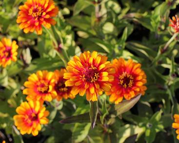 Ostálka sličná 'Zowie Yellow Flame'