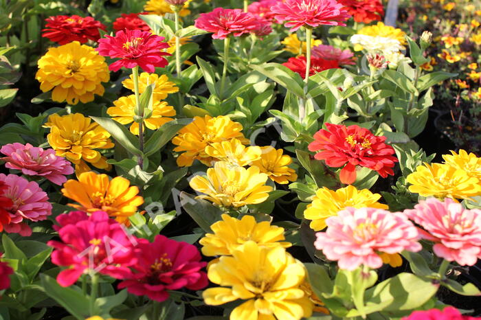 Ostálka sličná 'Columbus Mix' - Zinnia elegans 'Columbus Mix'