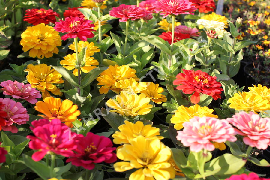 Ostálka sličná 'Columbus Mix' - Zinnia elegans 'Columbus Mix'