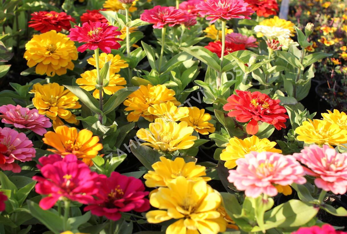 Ostálka sličná 'Columbus Mix' - Zinnia elegans 'Columbus Mix'