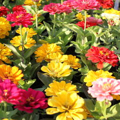 Ostálka sličná 'Columbus Mix' - Zinnia elegans 'Columbus Mix'